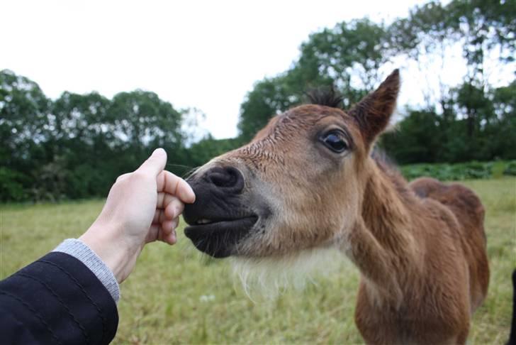 Dartmoor SOLGT - Bergholdt´s Abby  billede 5
