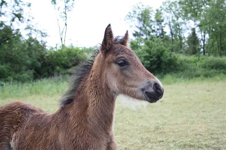 Dartmoor SOLGT - Bergholdt´s Abby  billede 6