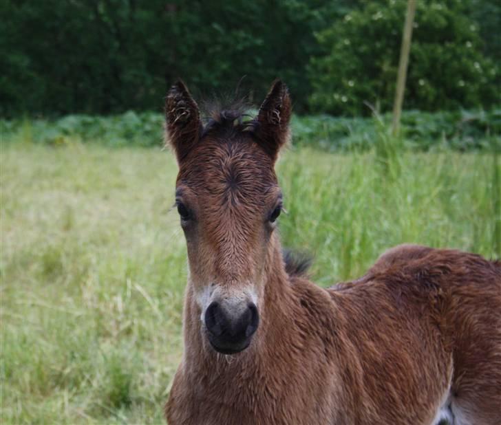 Dartmoor SOLGT - Bergholdt´s Abby  billede 7