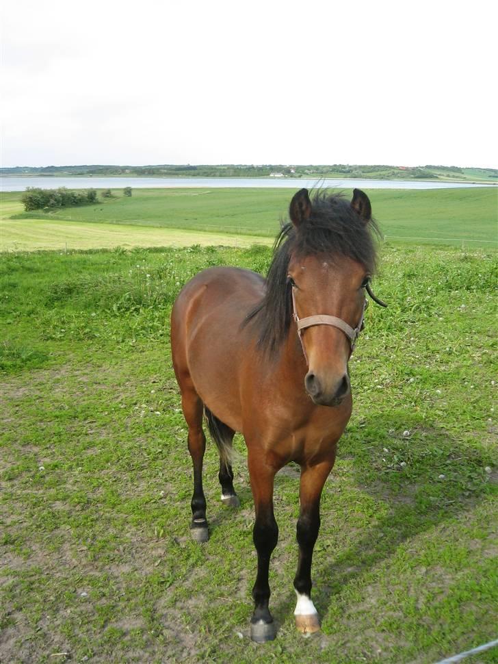 Anden særlig race Vordegaards Matti - Matti som 1 års :D billede 2