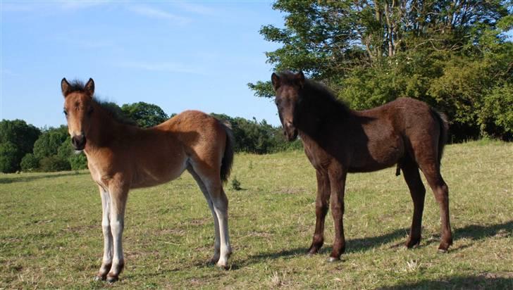 Dartmoor SOLGT - Bergholdt´s Abby  billede 9