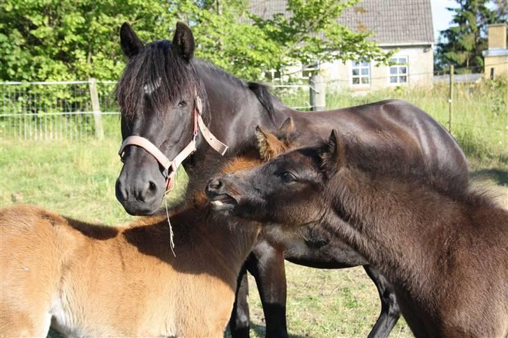 Dartmoor SOLGT - Bergholdt´s Abby  billede 10