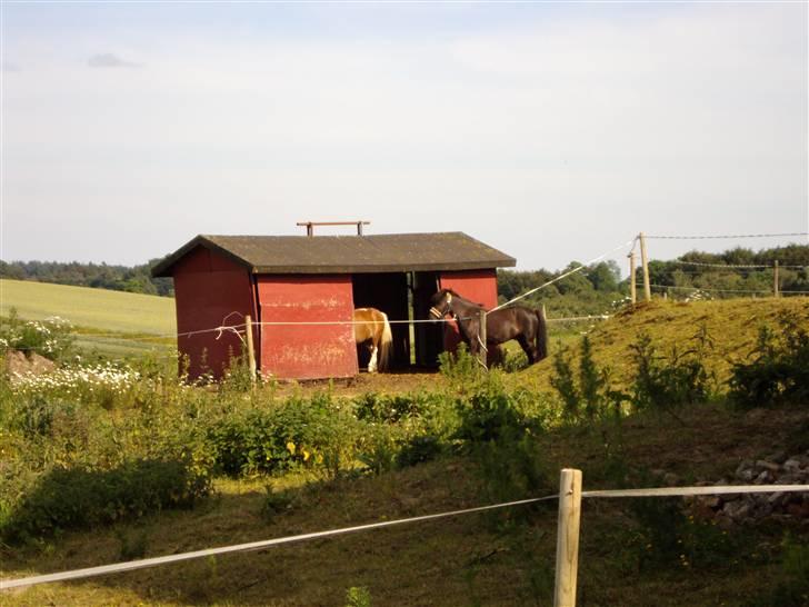 Anden særlig race Ari billede 6