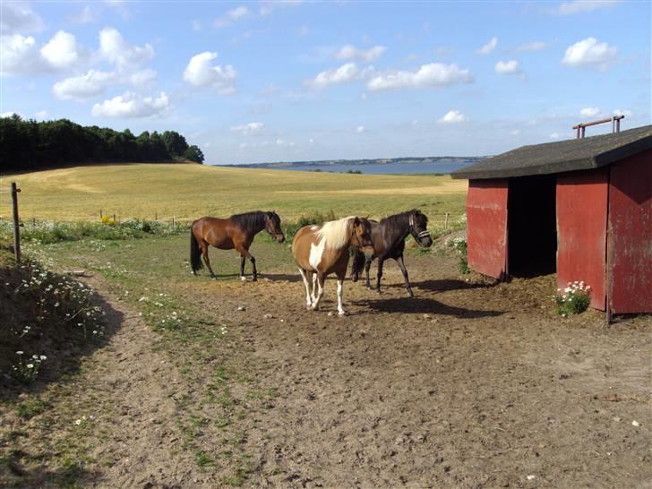 Anden særlig race Ari billede 7