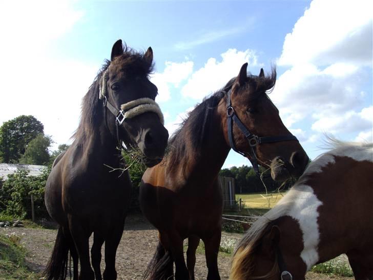 Anden særlig race Ari billede 8