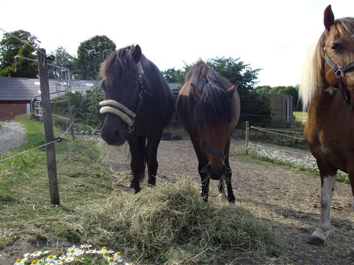 Anden særlig race Ari billede 9