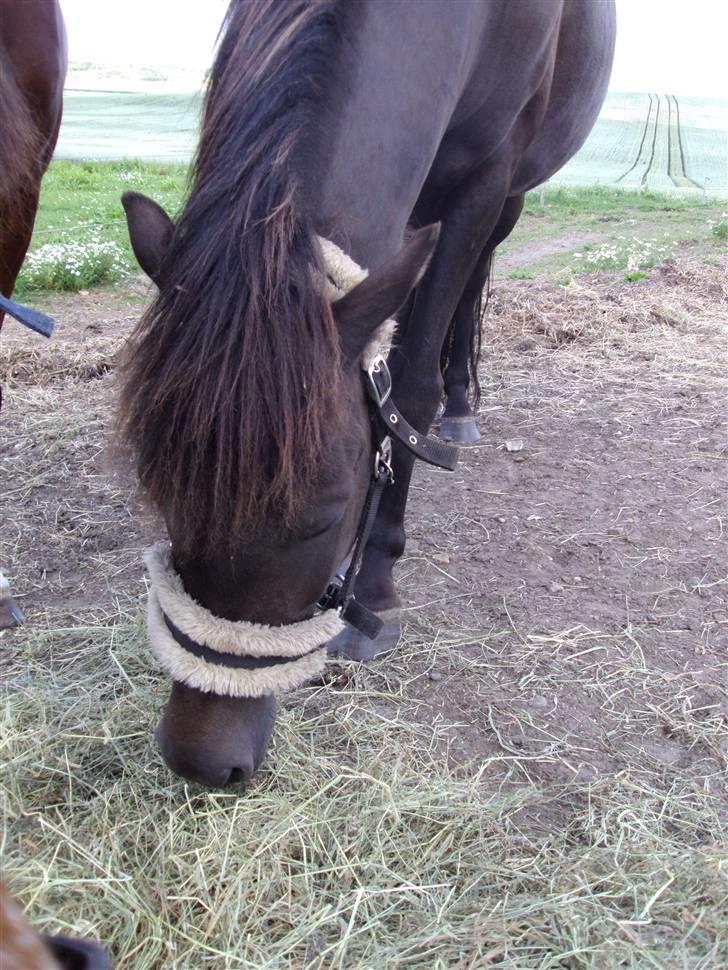 Anden særlig race Ari billede 10