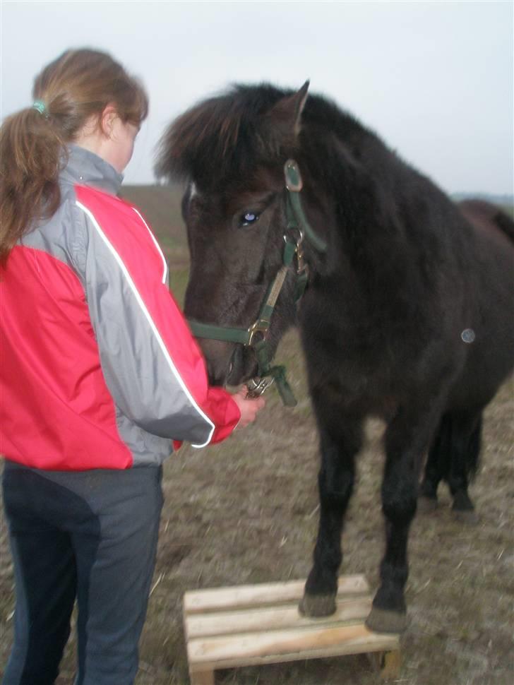 Anden særlig race Ari billede 11