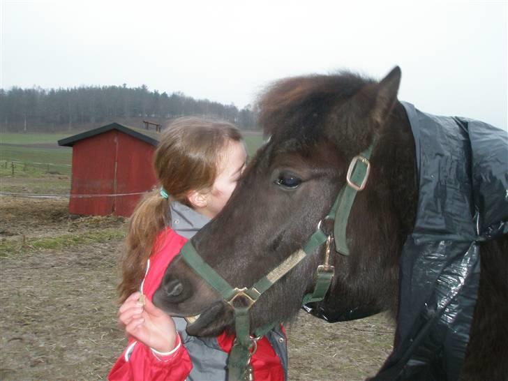 Anden særlig race Ari billede 12