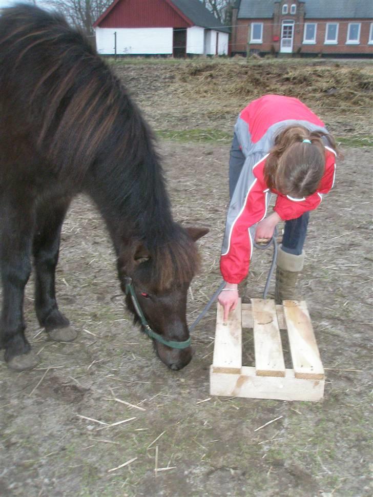 Anden særlig race Ari billede 13