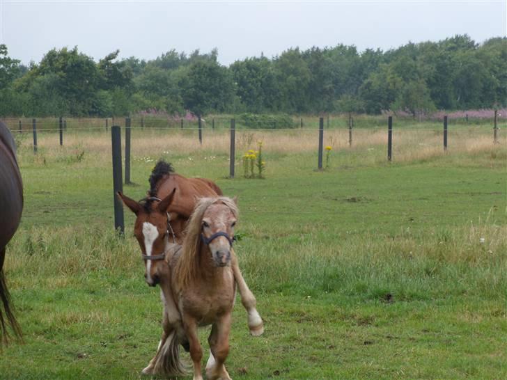 Anden særlig race rapello - MÅ HELLER ØVER MG billede 17