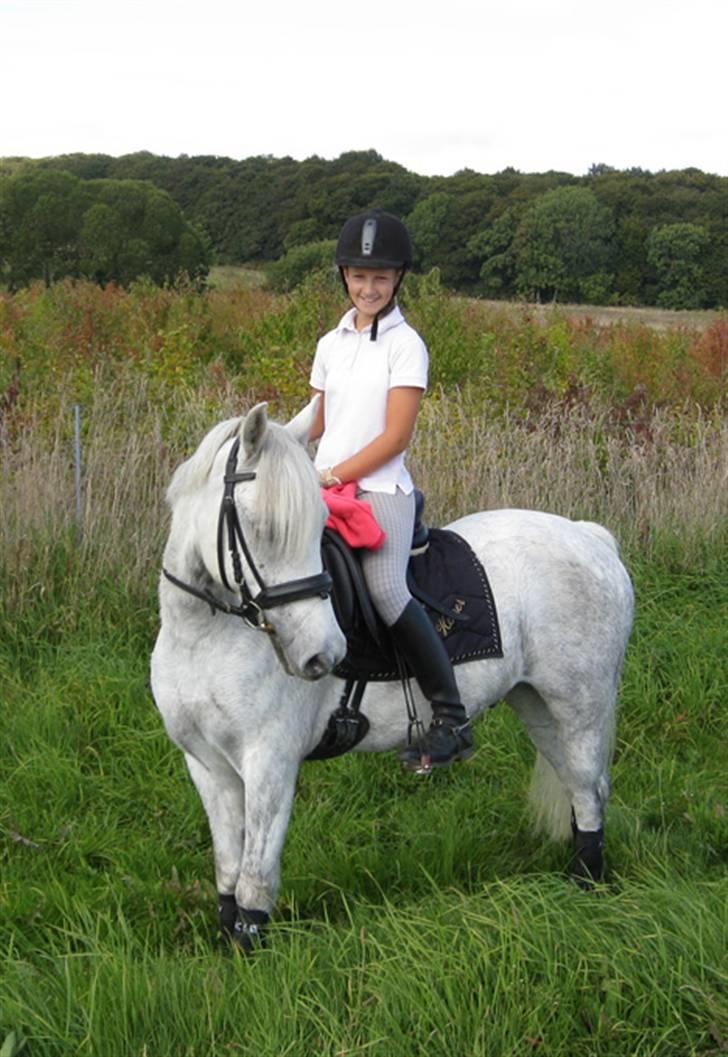 Welsh Pony (sec B) Lindveds Hesper - Hygge:D billede 16