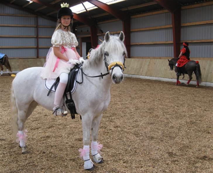 Welsh Pony (sec B) Lindveds Hesper - Til fastelavnsstævne, ved siden af rider maria<3 billede 18
