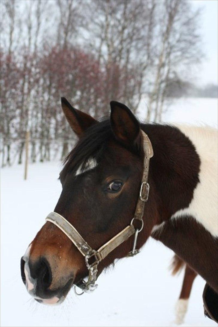 Anden særlig race *Plet*  billede 17
