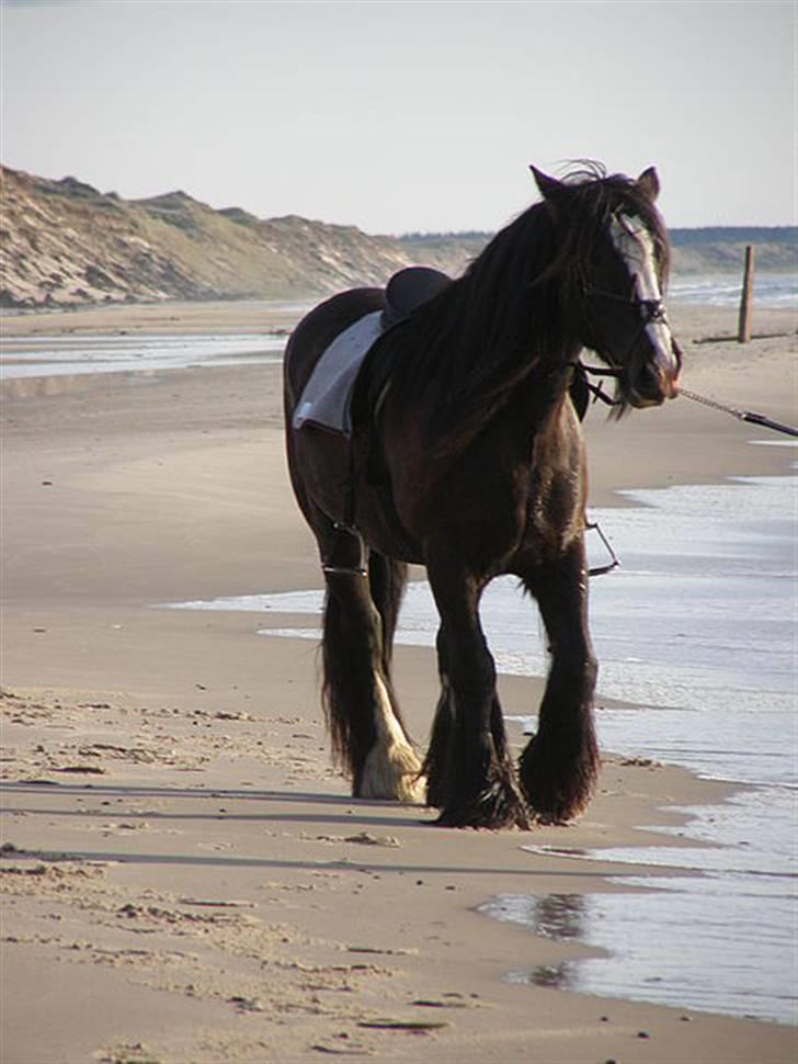 Irish Cob Jessie my Dream billede 15