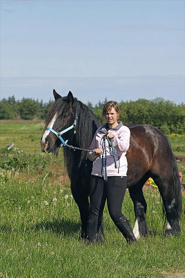 Irish Cob Jessie my Dream billede 16