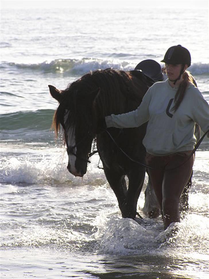 Irish Cob Jessie my Dream billede 17