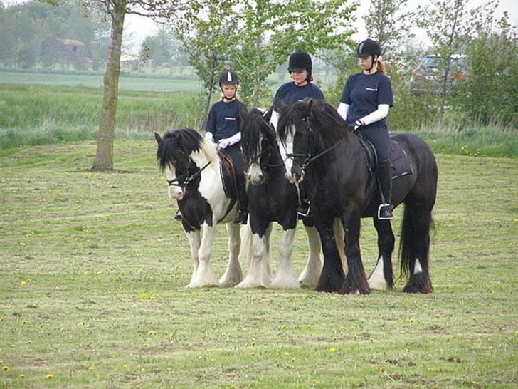 Irish Cob Jessie my Dream billede 18