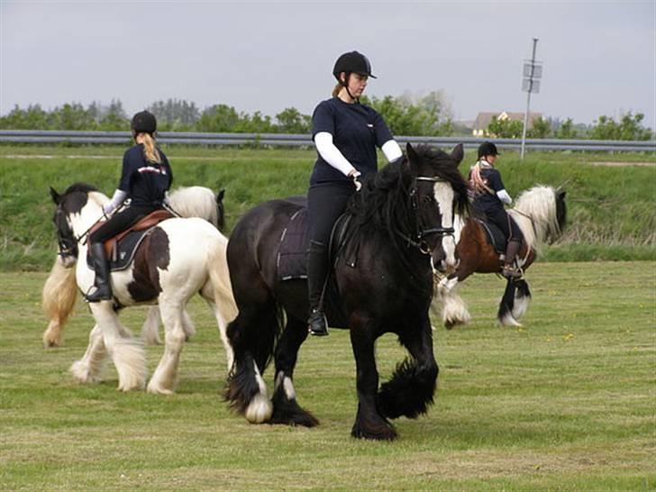 Irish Cob Jessie my Dream billede 19