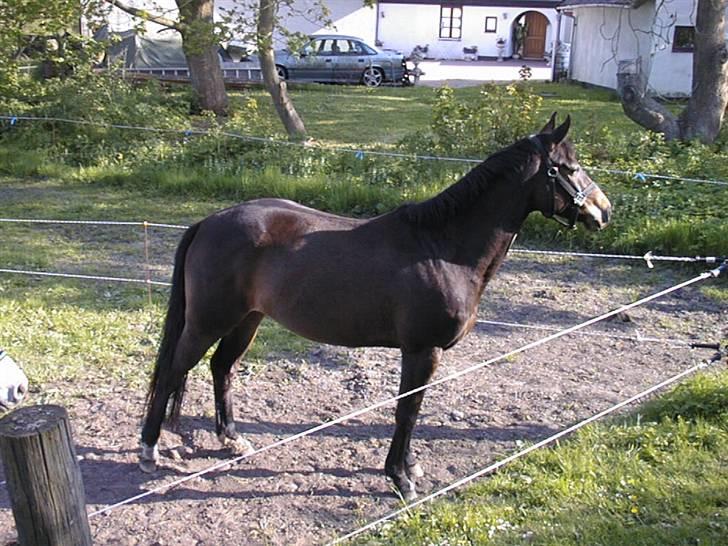 Dansk Varmblod Riche billede 7