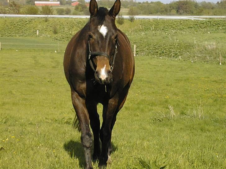 Dansk Varmblod Riche billede 8