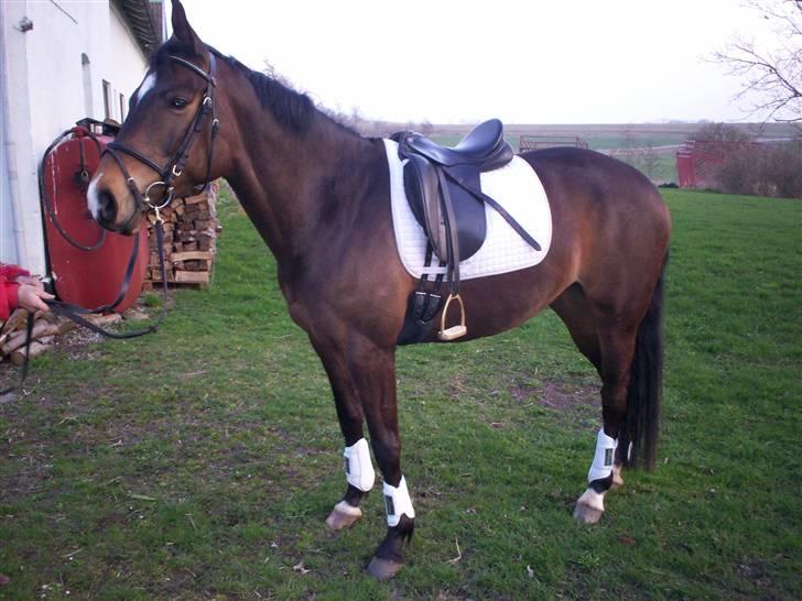 Dansk Varmblod Riche billede 9