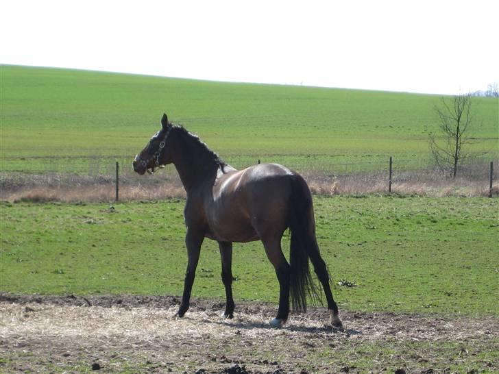 Dansk Varmblod Riche billede 10