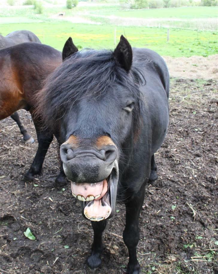 Dartmoor Bergholdt's Balou billede 1