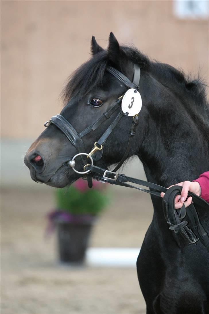 Dartmoor Bergholdt's Balou billede 2