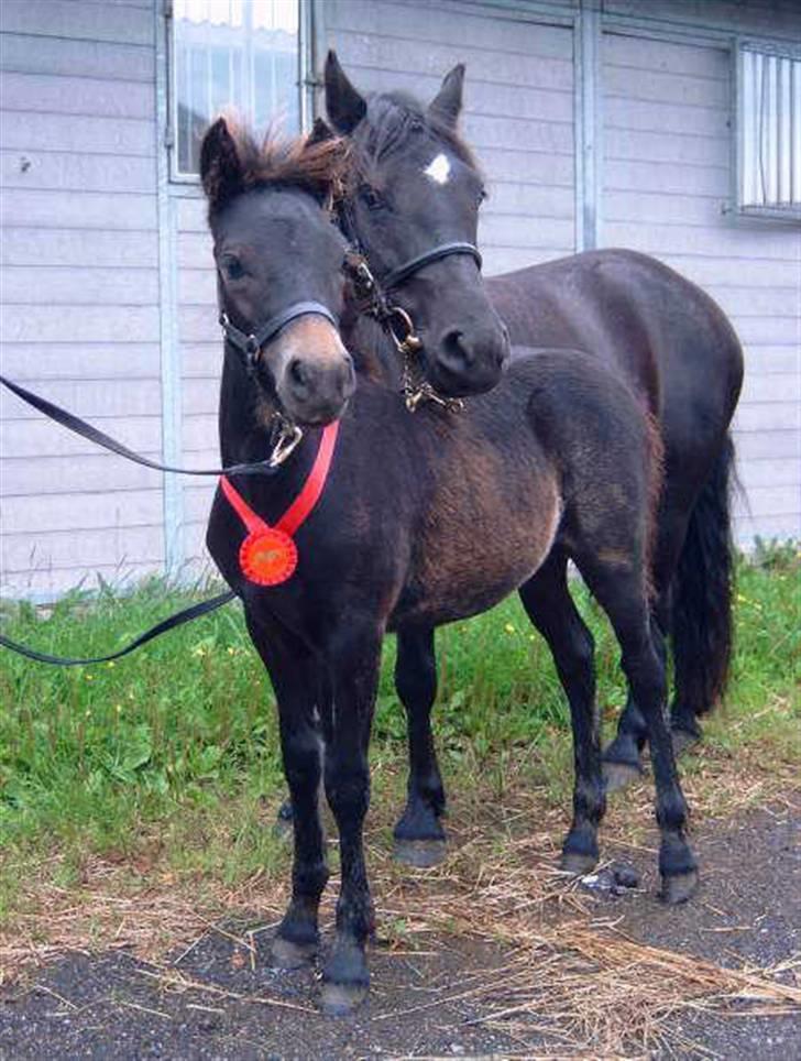 Dartmoor Bergholdt's Balou billede 3