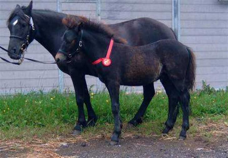 Dartmoor Bergholdt's Balou billede 4