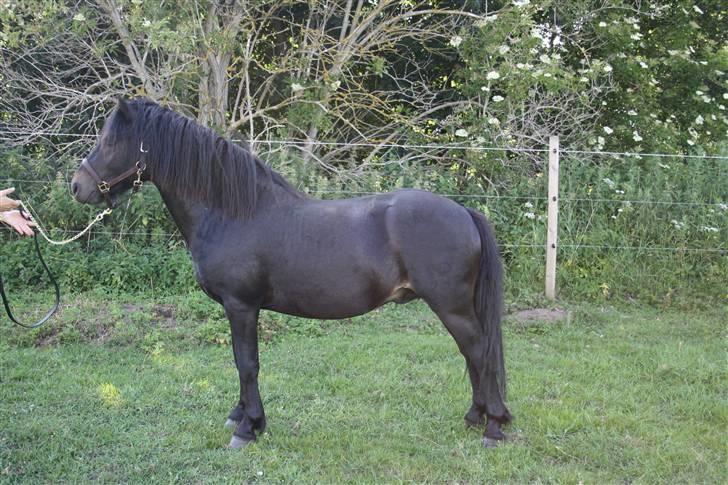 Dartmoor Bergholdt's Balou billede 5