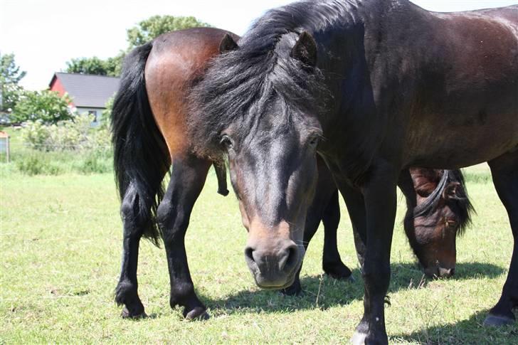 Dartmoor Bergholdt's Balou billede 6