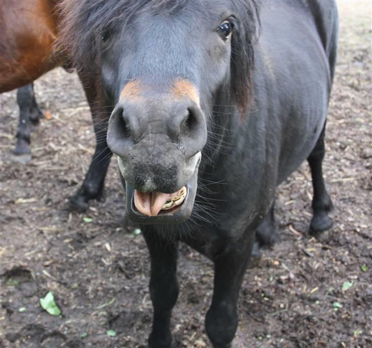 Dartmoor Bergholdt's Balou billede 7