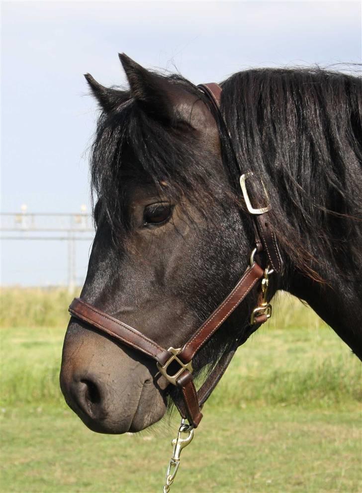 Dartmoor Bergholdt's Balou billede 8