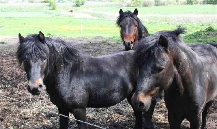 Dartmoor Bergholdt's Balou billede 9