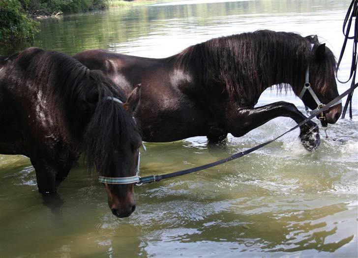 Dartmoor Bergholdt's Balou billede 10