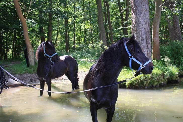 Dartmoor Bergholdt's Balou billede 11