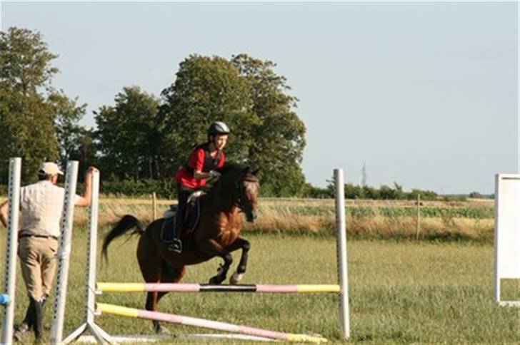 Appaloosa Tamino van de Heimetiete billede 17