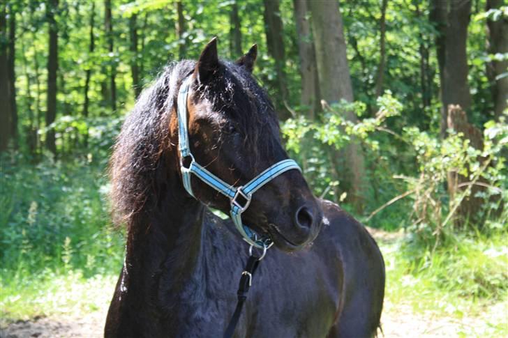 Dartmoor Anc-Neu Duo billede 1