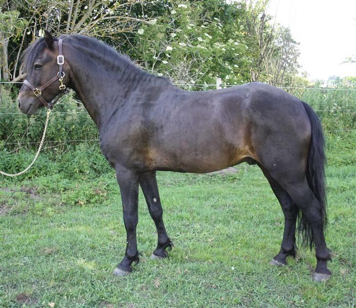 Dartmoor Anc-Neu Duo billede 2