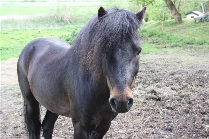 Dartmoor Anc-Neu Duo billede 3