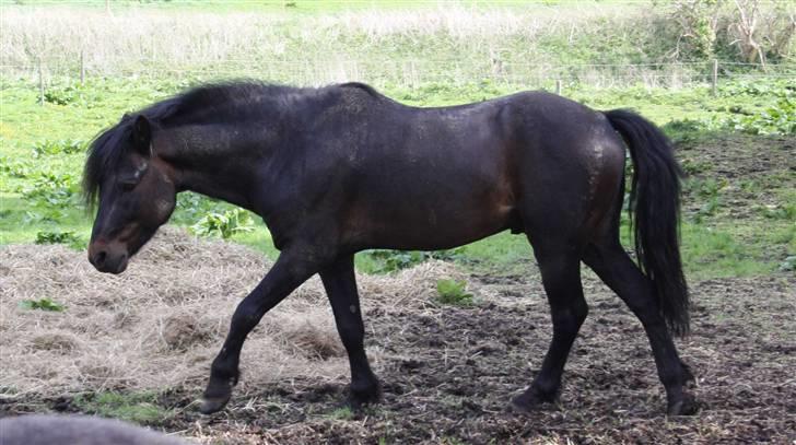 Dartmoor Anc-Neu Duo billede 4