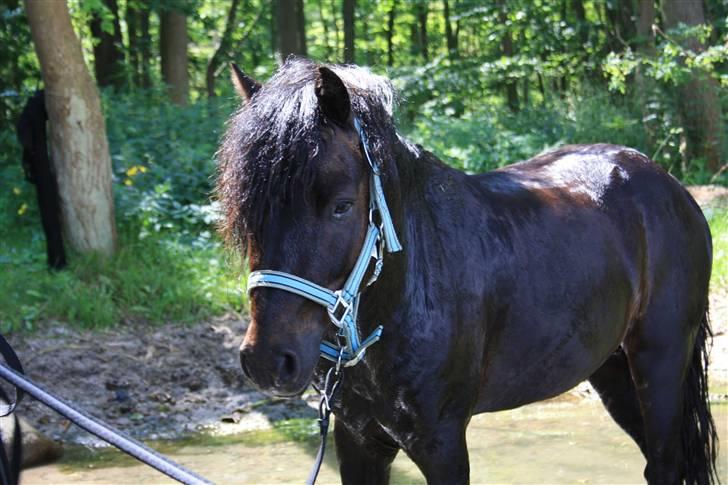 Dartmoor Anc-Neu Duo billede 5