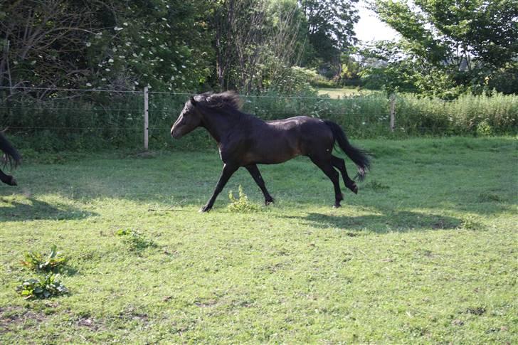 Dartmoor Anc-Neu Duo billede 6