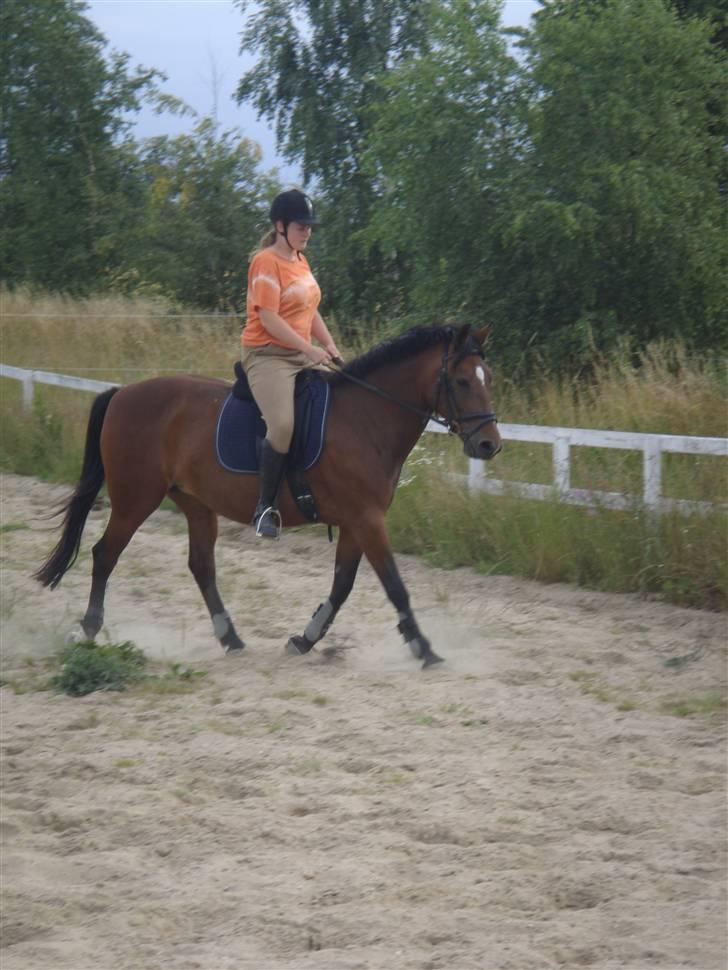 Anden særlig race Ally billede 12