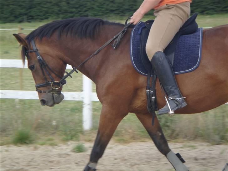 Anden særlig race Ally billede 13