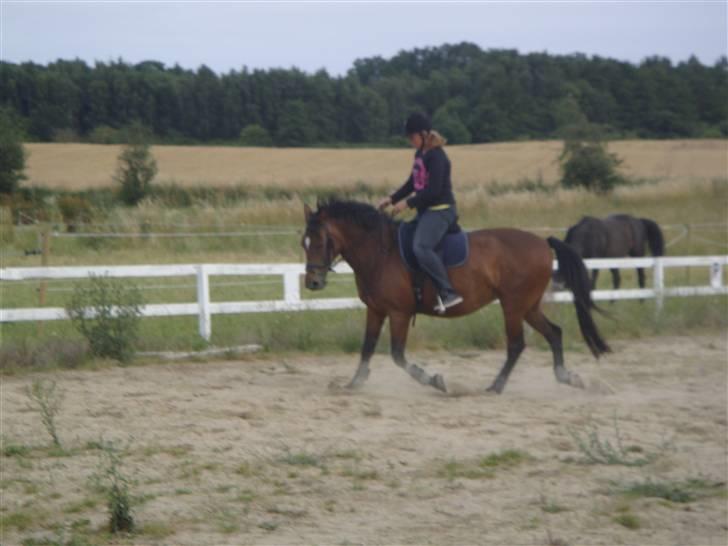 Anden særlig race Ally billede 17