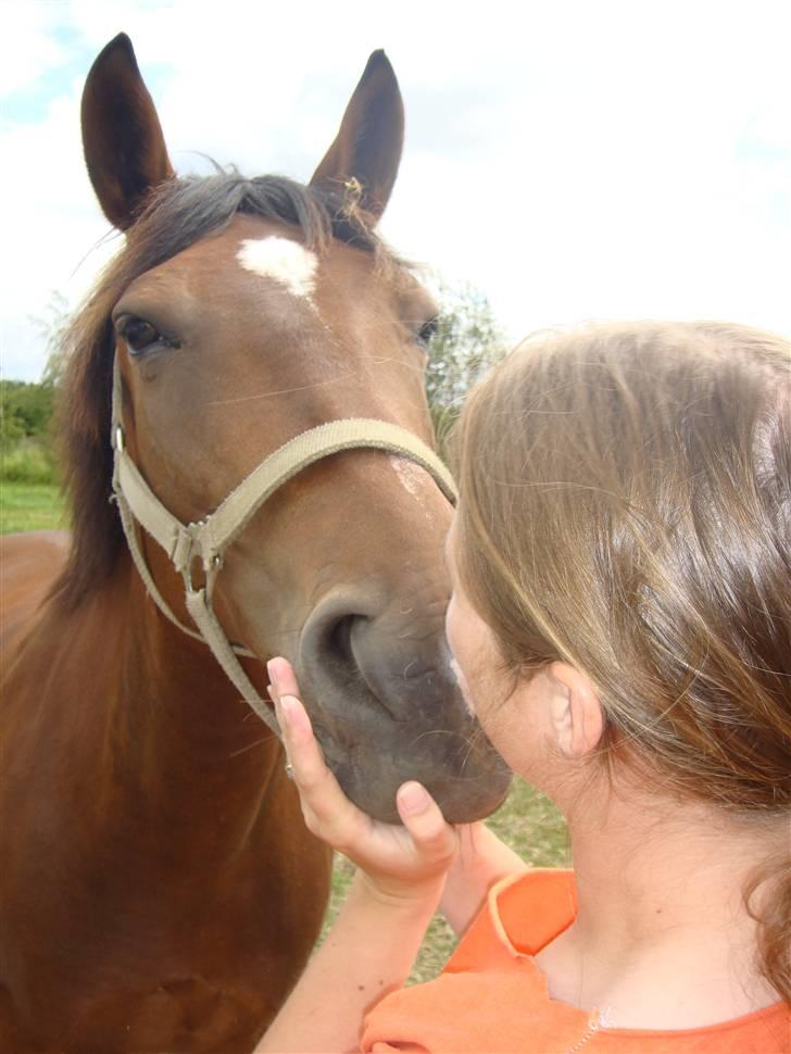 Anden særlig race Ally billede 19