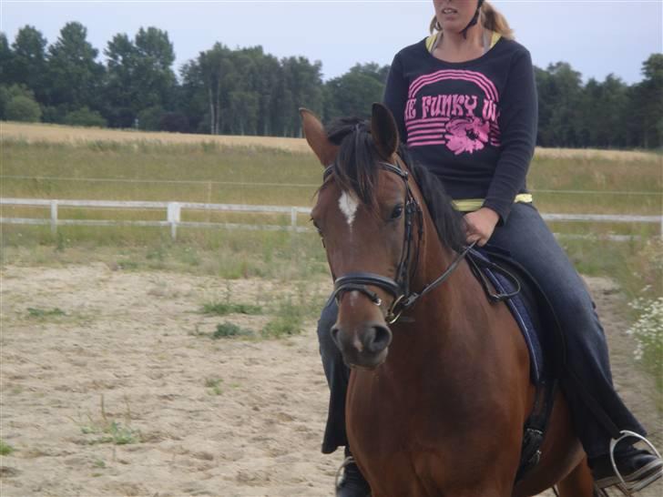 Anden særlig race Ally billede 20